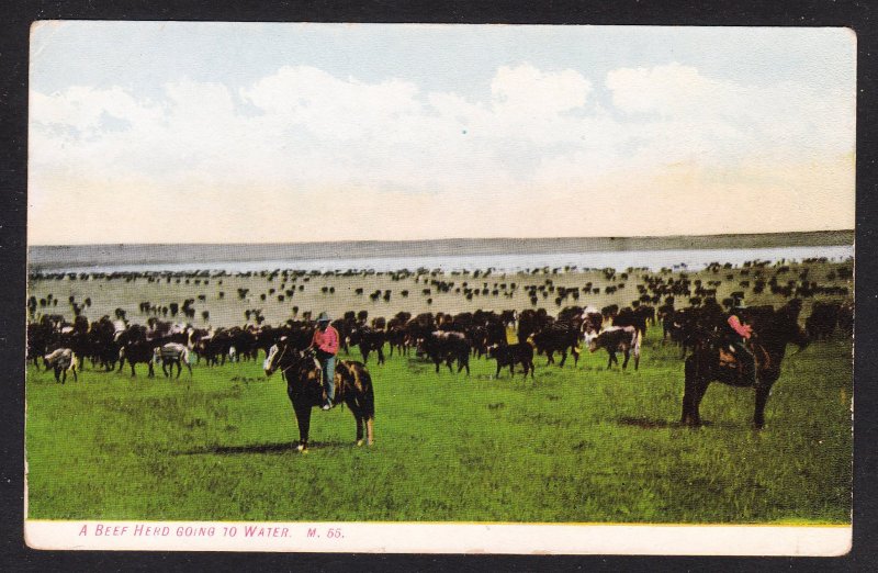 Beef Herd Going to Water – Chinock, MT  - Morris card