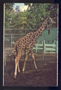 Mendon, Massachusetts/MA Postcard, Giraffe, Southwick Wild Animal Farm