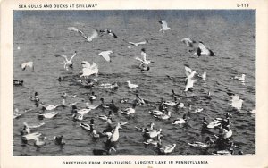 Sea Gulls and Ducks at Spillway Largest Lake in Pennsylvania - Pymatuning, Pe...