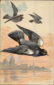 Homing Pigeons Birds in Flight c1905 UDB Postcard