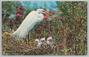 Animal~American Egret & Young in Nest~Everglades Florida~Vintage Postcard