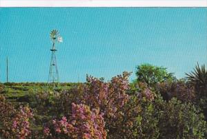 Texas Windmill Sagebrush & Mesquite Trees
