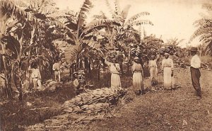 Reaping Bananas Trinidad Postcard
