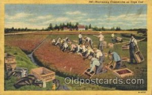 Harvesting Cranberries Farming, Farm, Farmer  1953 