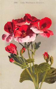 Lady Washington Geranium Unused 