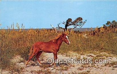 Horse Wind Outer Banks Pony, Ocracoke Island North Carolina, USA Unused 