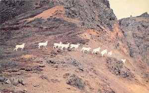 Alaskan Mountain Sheep Sheep Unused 