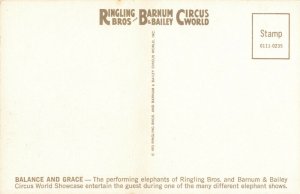 Postcard Performing Elephants Ringling Circus