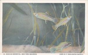Fish Mexican Swordtail New York Aquarium