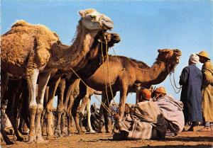 B52715 Marrakech Marche aux dromadaires camels morocco