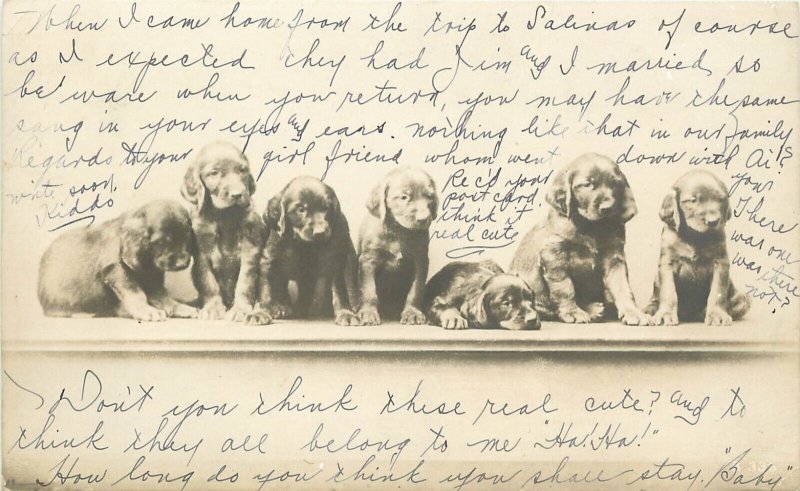 UDB Rotograph RPPC B-336 Seven Cute Puppy Dogs in a Row, Black Labs? Posted