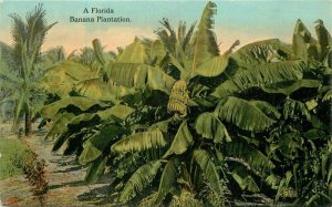 Florida Banana Plantation Drew C-1910 Farm Agriculture Postcard 22-3041