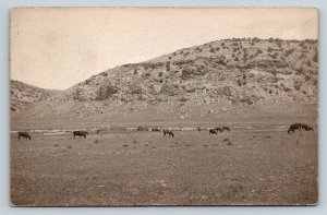 1909  Evanston  Wyoming   Cows in Pasture   Postcard