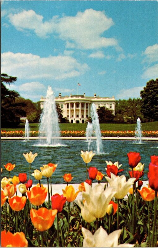 Loving Cups Spring Tulips Bloom White House Washington DC Postcard VTG UNP  