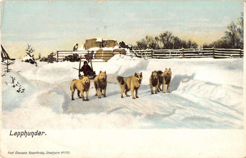 Stockholm Sweden Lapphundar dogs pulling sled snow scene antique pc Z15973