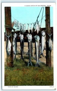 GALVESTON, TX Texas ~ A GOOD CATCH of FISH ~ c1930s (Maurer Photo) Postcard