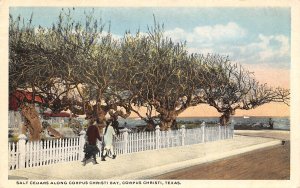 Salt Cedars Trees Corpus Christi Bay Texas 1920c postcard