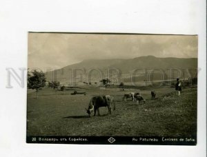 3173288 BULGARIA SOFIA sheepherd Vintage real photo postcard