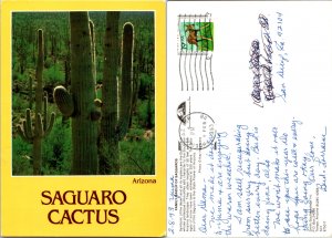 Saguaro Cactus, Arizona (10742)