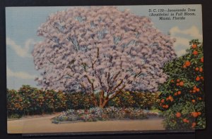 Miami, FL - Jacaranda Tree in Full Bloom - Free Frank - 1942