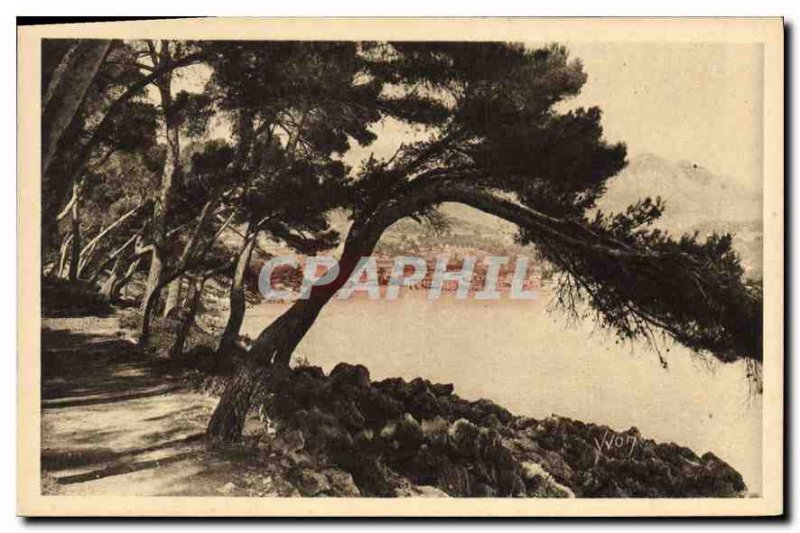 Postcard Old La Douce France French Riviera Menton Cap Martin Trail in the Pi...