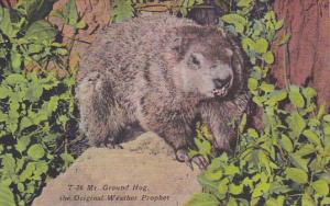 Mister Ground Hog The Original Weather Prophet