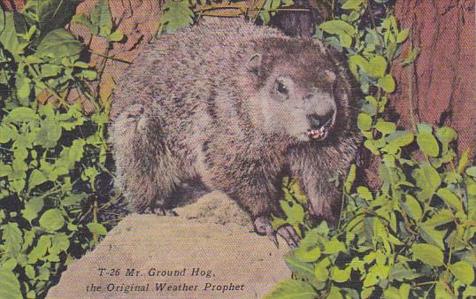 Mister Ground Hog The Original Weather Prophet