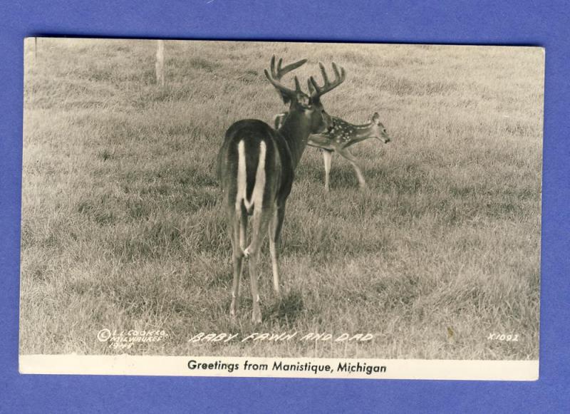 Manistique, Michigan/MI Postcard, Baby Fawn & Dad, 1947!