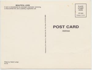 COMMON LOON, unused Postcard