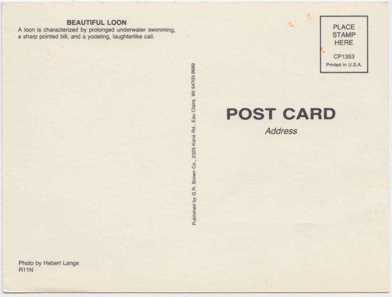 COMMON LOON, unused Postcard