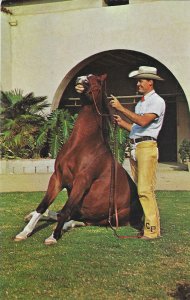 Tezodi 13081 Arabian Horse at Kellogg Ranch Sunday Show Pomona California