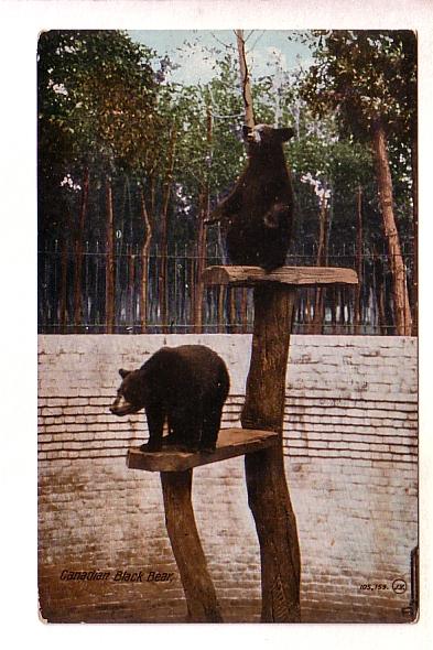 Canadian Black Bear in Zoo, Used in Winnipeg Manitoba