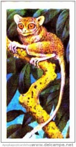 Brooke Bond Trade Card Asian Wildlife No 7 Tarsier