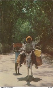 Man on donkey , Jamaica , 50-60s