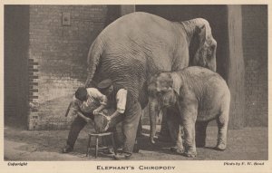 Chiropodist Vet Doctor Repairing Elephant Hoof Antique Medical Postcard