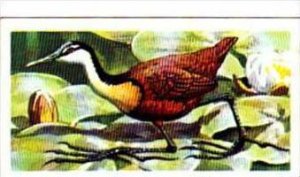 Brooke Bond Trade Card Tropical Birds No 5 African Jacana