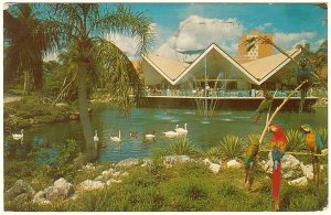 Macaws, Hospitality House, Busch Gardens, Tampa, Florida, 1970 Postcard, Slogan