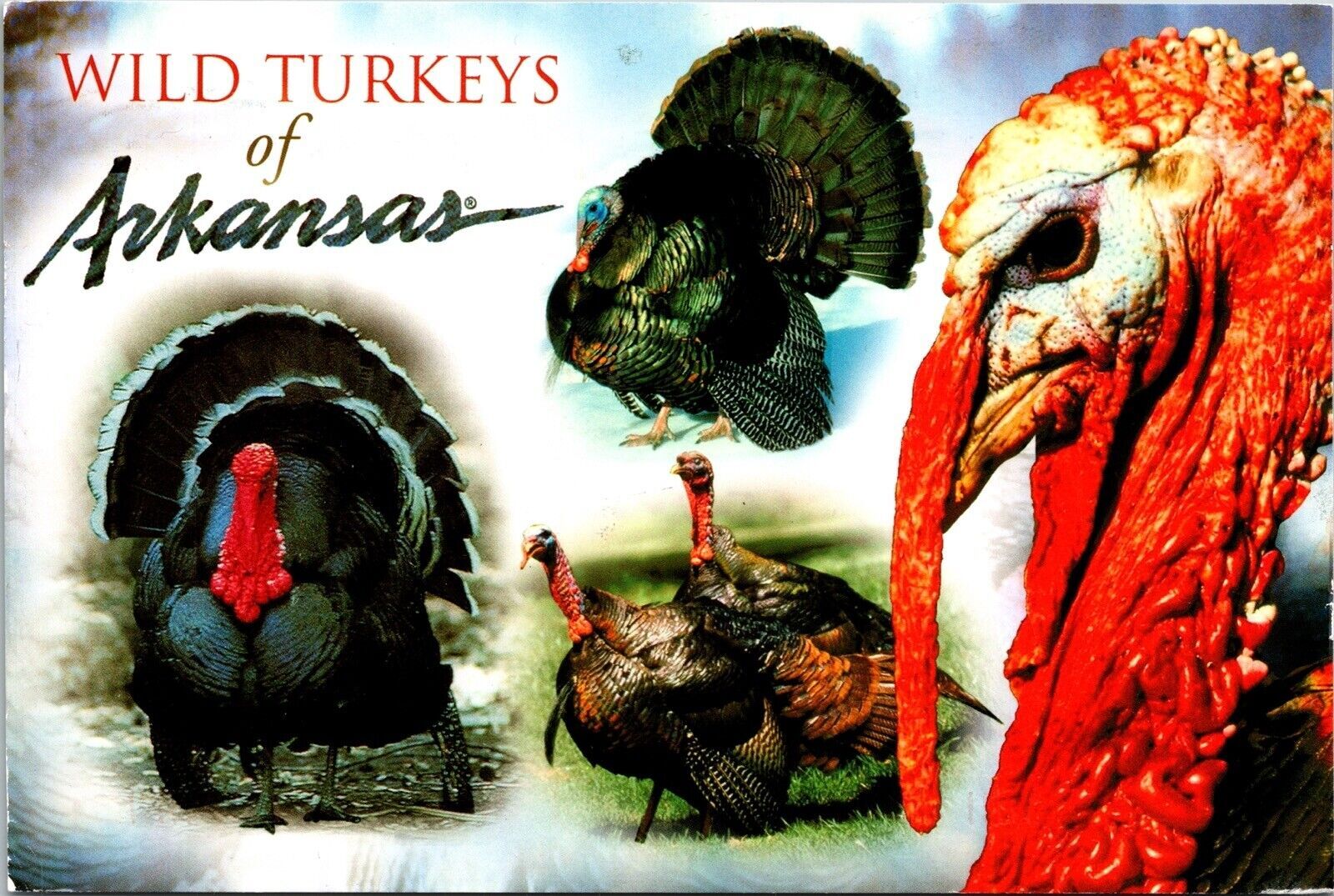 Arkansas Wild Turkey Ouachita Mountain Area Hot Springs Chrome Postcard