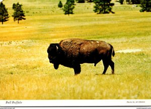 Bull Buffalo American Bison