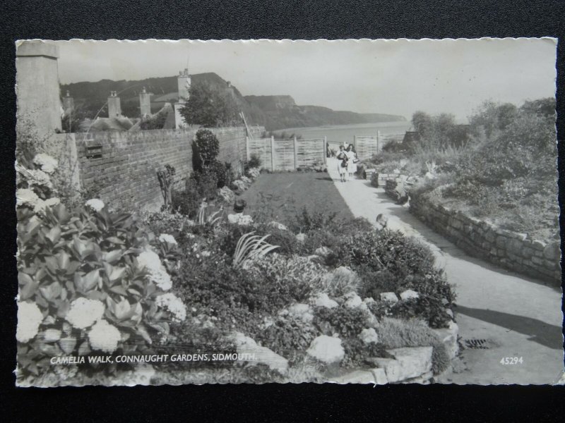 Devon SIDMOUTH Camelia Walk in Connaught Gardens c1960's RP Postcard