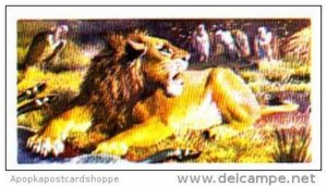 Brooke Bond Trade Card Asian Wildlife No 10 Indian Lion
