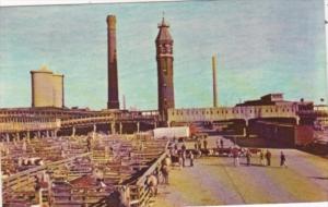 Illinois Chicago Cattle Pens Union Stock Yards 1951