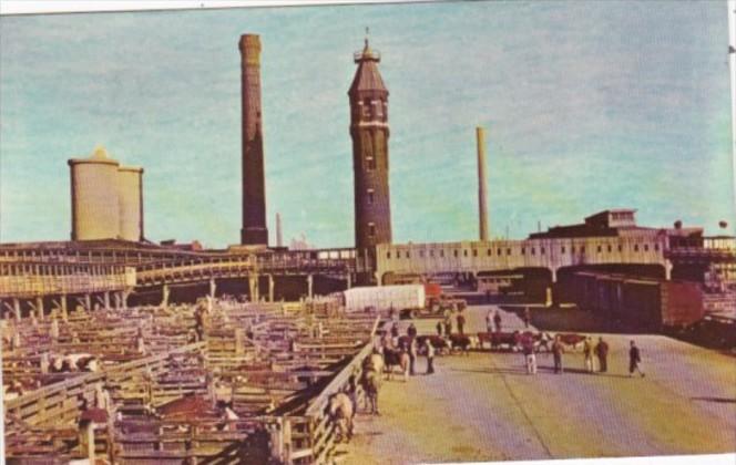 Illinois Chicago Cattle Pens Union Stock Yards 1951