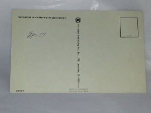 YUCCA TREES MOJAVE DESERT CALIFORNIA POSTCARD