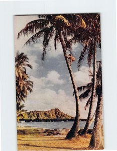 Postcard Tree Climber, Waikiki, Honolulu, Hawaii