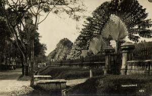 singapore, Road with Traveler Palm (1920s) RPPC