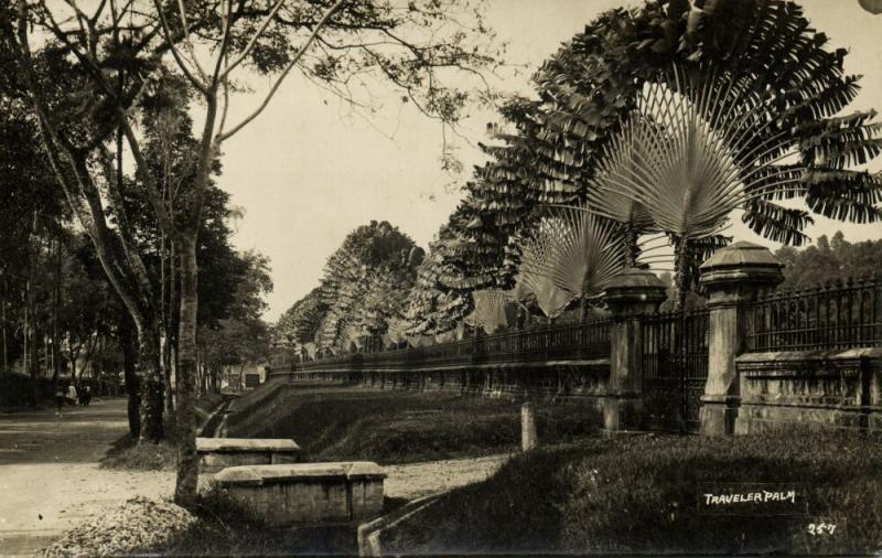 singapore, Road with Traveler Palm (1920s) RPPC