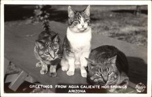 Agua Caliente Hot Springs Arizona AZ Kitty Cats Frashers Real Photo Postcard