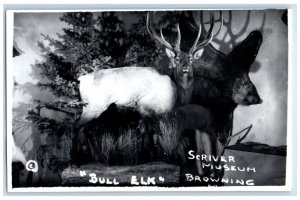 c1950's Scriver Museum Bull Elk Browning RPPC Photo Unposted Vintage Postcard