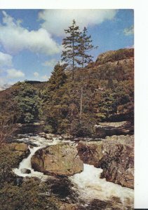 Wales Postcard - Fir Island - Betws-y-Coed - Caernarvonshire - Ref TZ8662